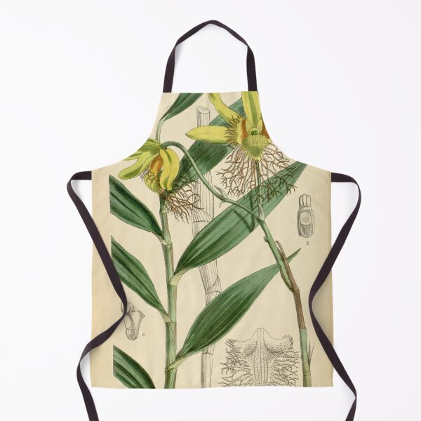 Item preview, Dendrobium brymerianum designed and sold by EsotericBotanic.