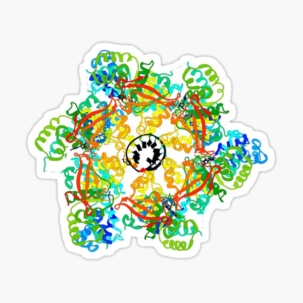 DNA Helicase Sticker
