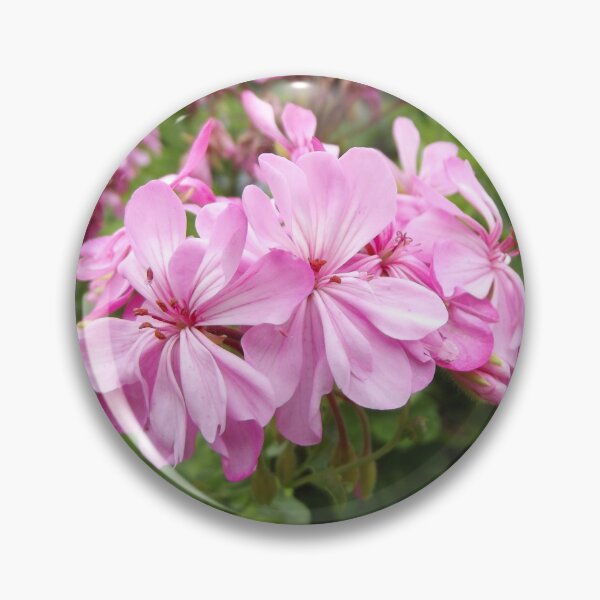 Item preview, Pink pelargonium flowers designed and sold by greentiger1.