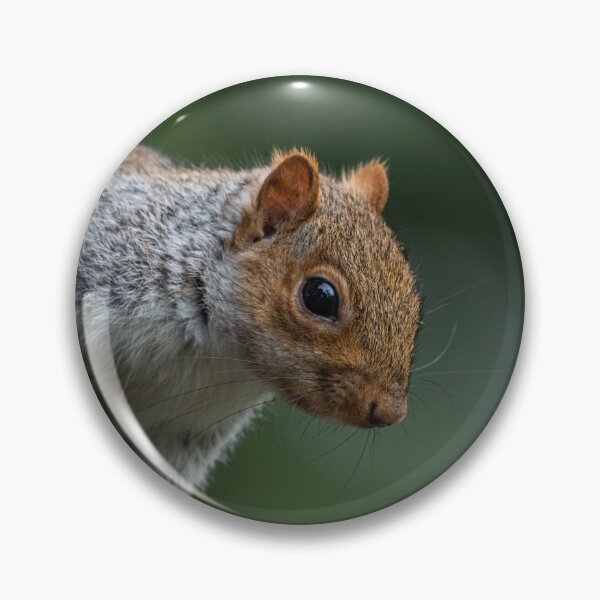 Item preview, Grey Squirrel posing for the camera designed and sold by Adrian Rowley.