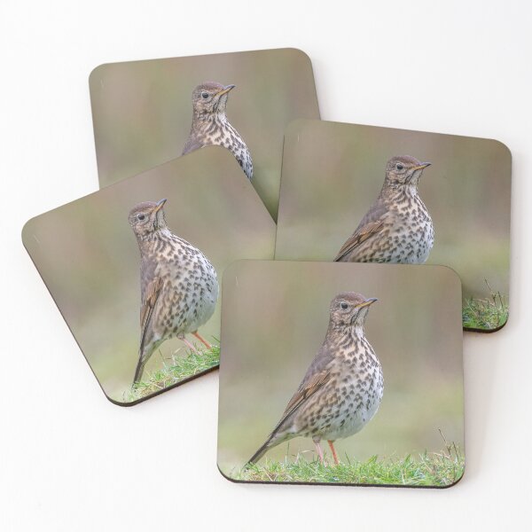 Item preview, Song Thrush designed and sold by Steve Liptrot Photography.
