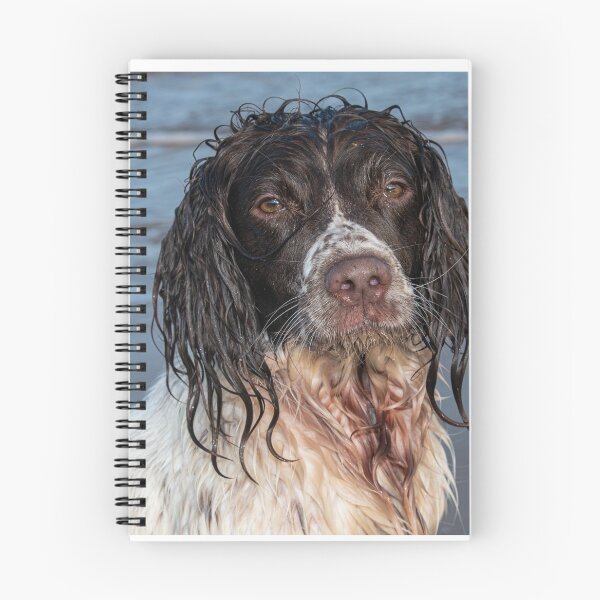 Item preview, Springer Spaniel Inglés designed and sold by RobWalkley.