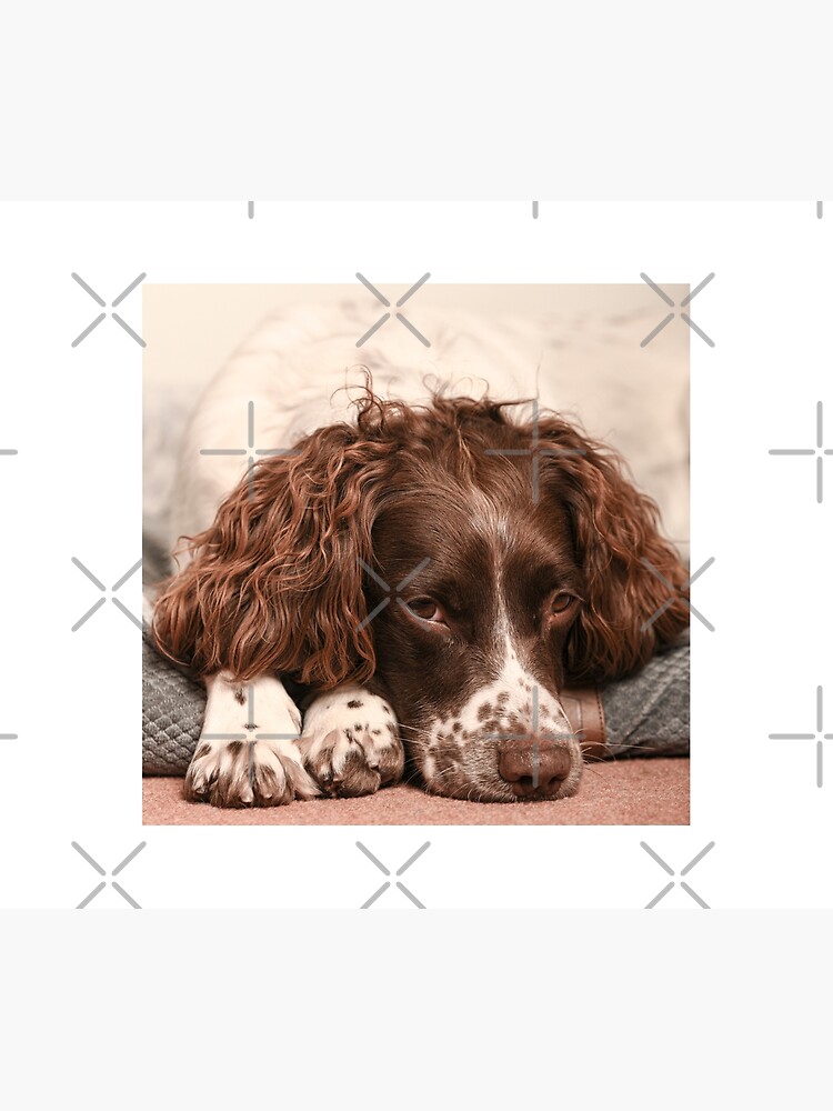 Springer spaniel outlet duvet cover