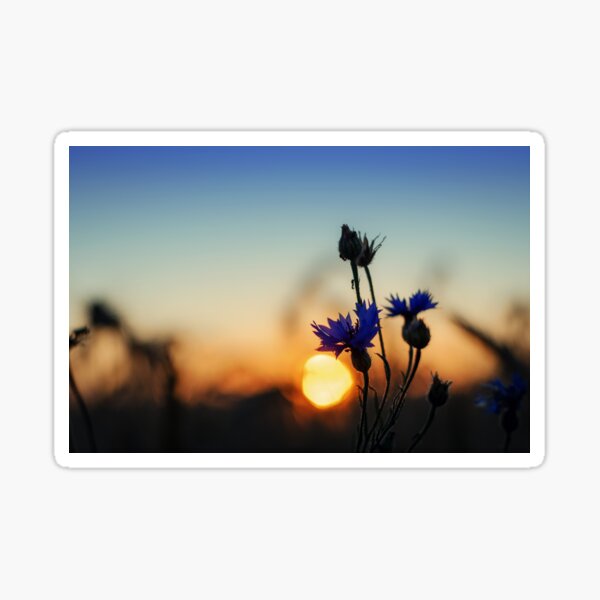 Cornflower Sticker