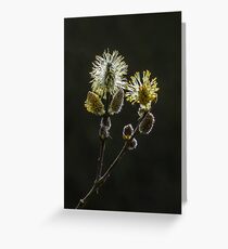 Male Goat Willow Greeting Card