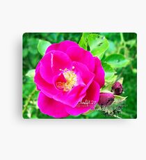 rosy Canvas Print