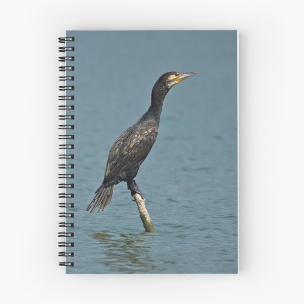 Item preview, Cormorant (Phalacrocorax carbo) designed and sold by Out there! Photography.