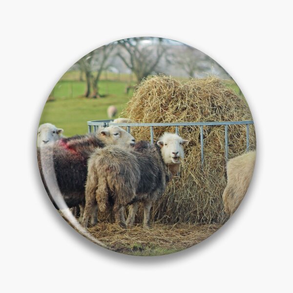 Item preview, Herwick Sheep having their lunch... designed and sold by Liz Lane.