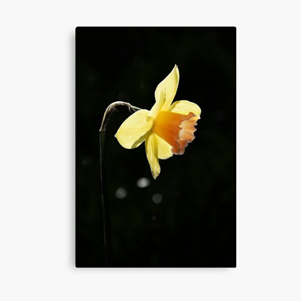 Golden Yellow Daffodil Spring Flower Photo Canvas Print