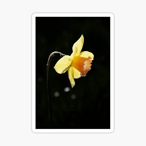 Golden Yellow Daffodil Spring Flower Sticker
