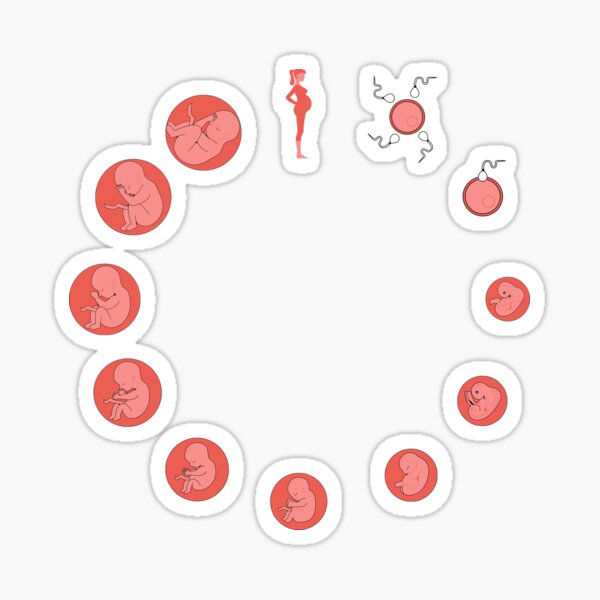 Item preview, Pregnancy stages  designed and sold by obinrebel.