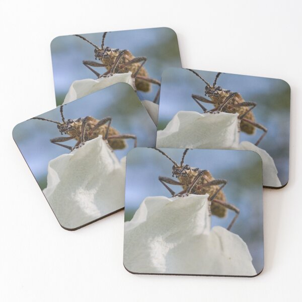 Item preview, Ribbed pine borer designed and sold by Jouko Lehto Photography.