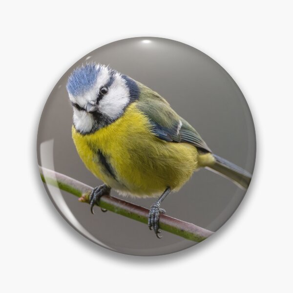 Item preview, Blue Tit designed and sold by Steve Liptrot Photography.