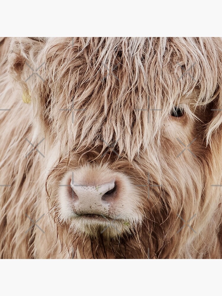 Portrait of a young Scottish highland cow by Reislegende