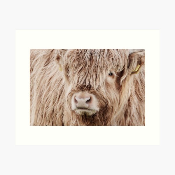 Portrait of a young Scottish highland cow Art Print