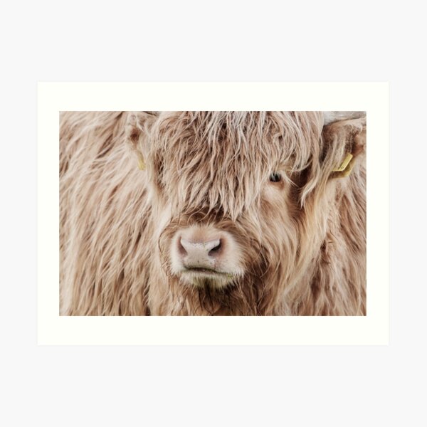 Portrait of a young Scottish highland cow Art Print