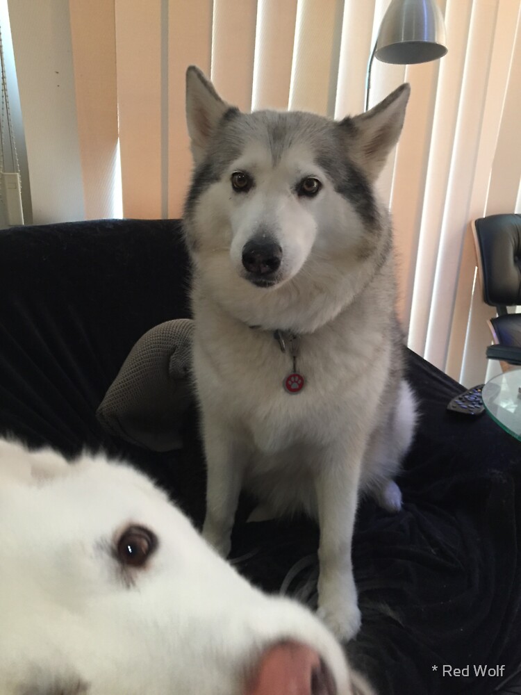 Photobomb Husky by redwolfoz