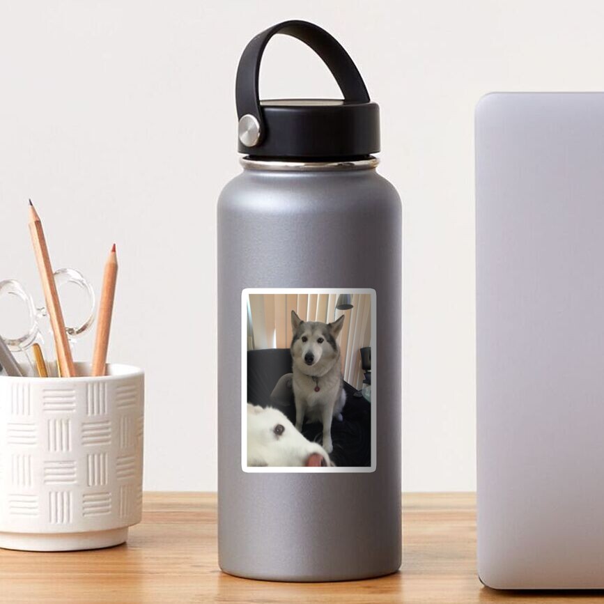 Photobomb Husky Sticker