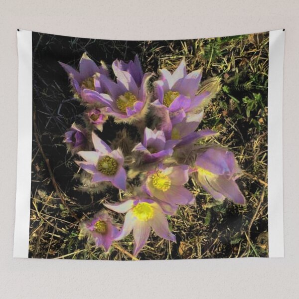 Item preview, Prairie Crocuses   designed and sold by sandpiperstudio.