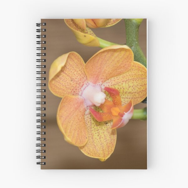 Item preview, Cymbidium Sp. designed and sold by Antonio Pizarro Mendez.
