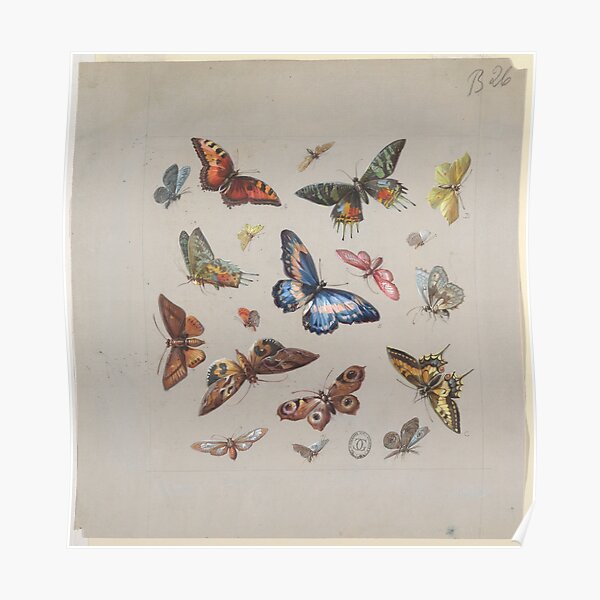 butterflies Poster