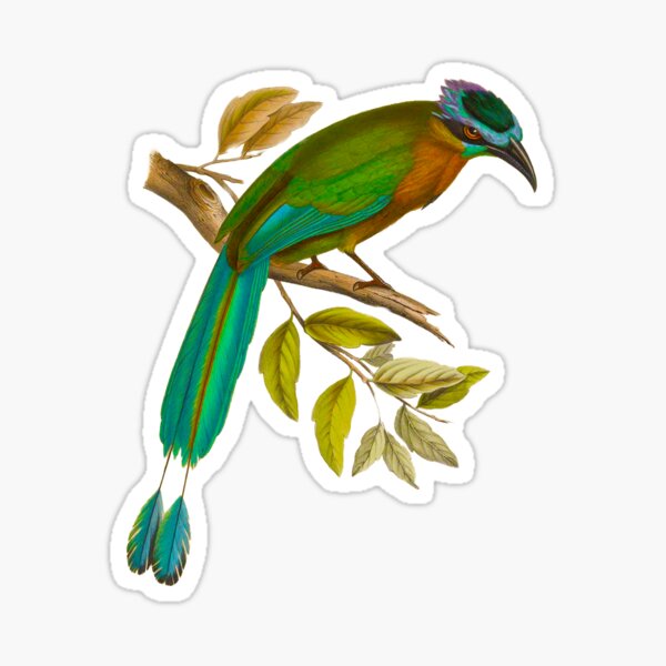 Lesson's motmot (Momotus lessonii) Sticker
