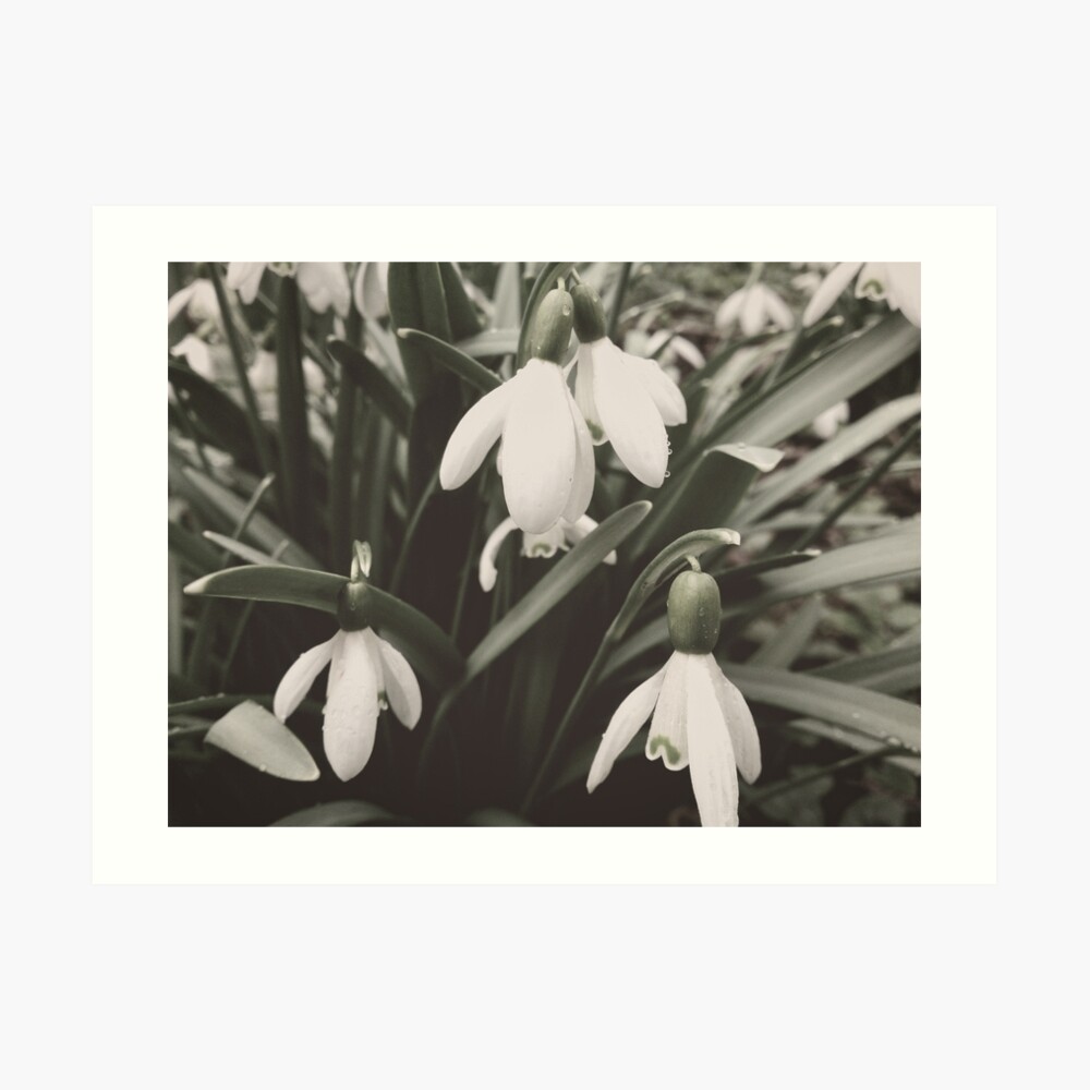 BW Vintage Art Print
