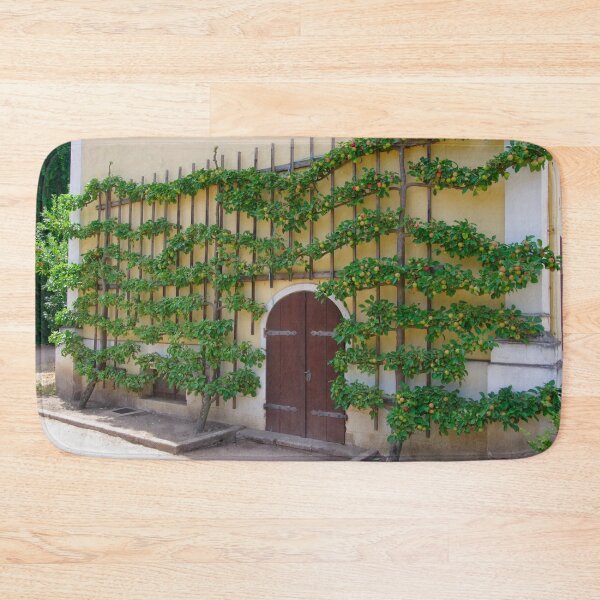 Item preview, Apple espalier tree designed and sold by Treemonk.