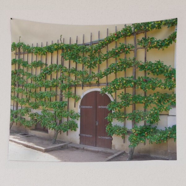 Item preview, Apple espalier tree designed and sold by Treemonk.