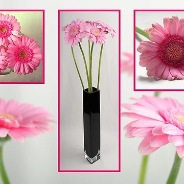 Artwork thumbnail, Gerbera Collage by Randi Grace Nilsberg