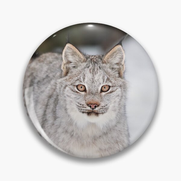 Item preview, Canada Lynx Kitten designed and sold by mlorenz.