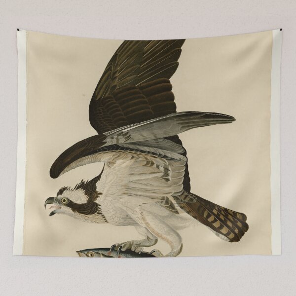 Item preview, 81 Fish Hawk or Osprey designed and sold by Bird-Lore.
