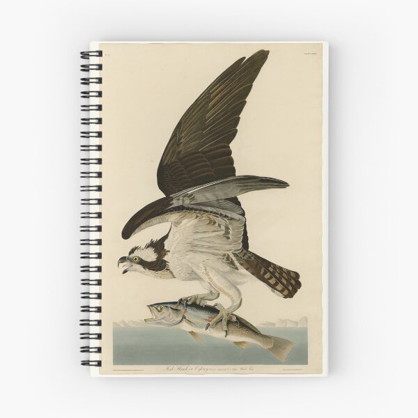 Item preview, 81 Fish Hawk or Osprey designed and sold by Bird-Lore.