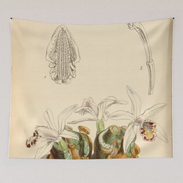 Item preview, Pleione maculata (as Coelogyne maculata) Curtis' 79 (Ser. 3 no. 9) pl. 4691 (1853) designed and sold by EsotericBotanic.