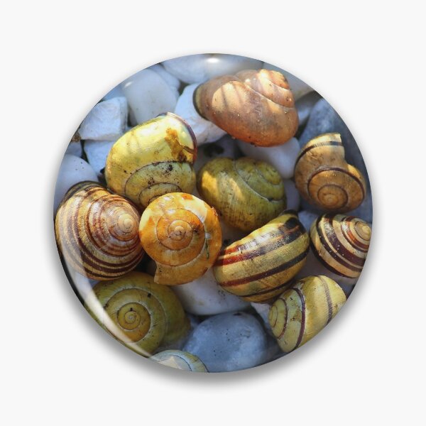 Item preview, Seashell gift designed and sold by R M W.