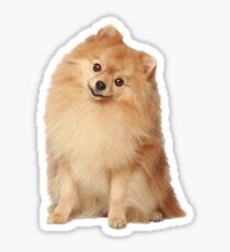 Pom Sticker Sticker