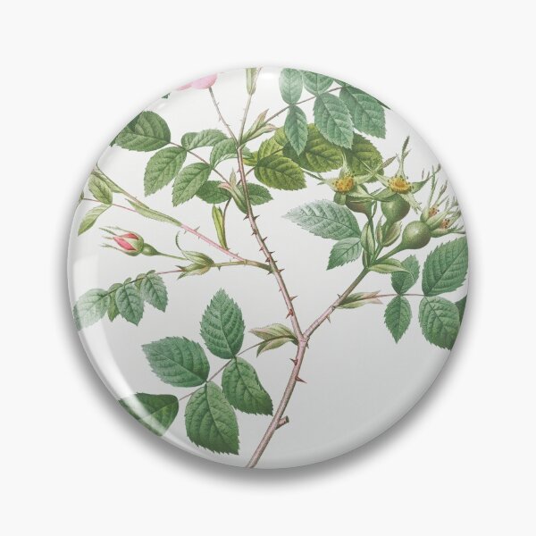 Item preview, Les Roses by Pierre-Joseph Redouté designed and sold by EsotericBotanic.
