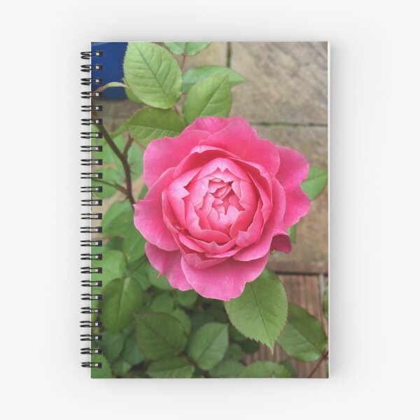 Artikelvorschau, Pinke Rose entworfen und verkauft von CinderFall.