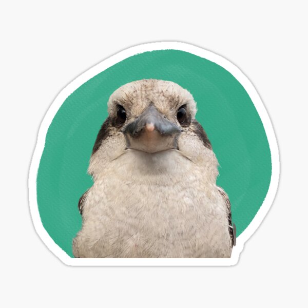 Mabel The Kookaburra Sticker