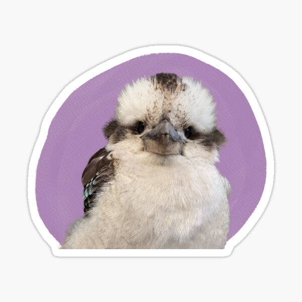 David The Kookaburra Sticker