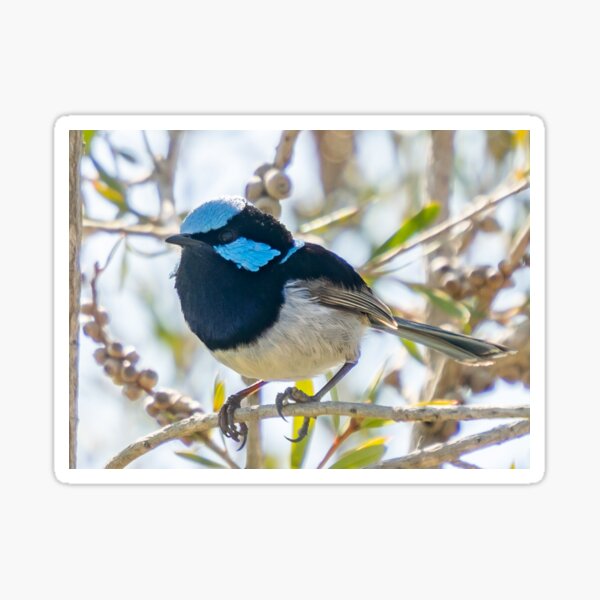Item preview, Superb fairy wren portrait (side) designed and sold by Cornishinoz.