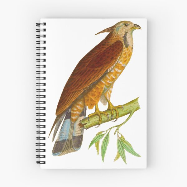 Artikelvorschau, Orientalischer Honigbussard (Malaysier) Pernis ptilorhynchus torquatus entworfen und verkauft von Ecologos.
