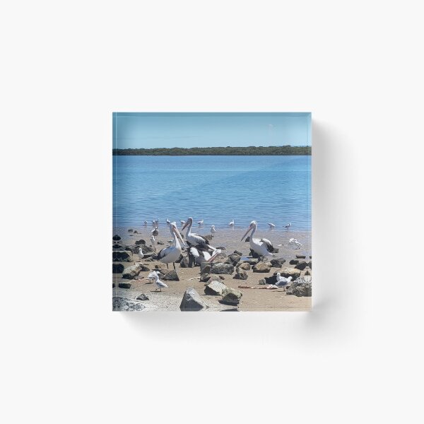 Item preview, Pelicans Hanging Around On The Foreshore designed and sold by sunnybandana.