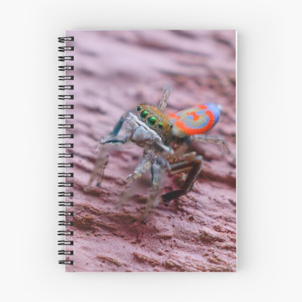 Item preview, Cute Little peacock spider designed and sold by Cornishinoz.