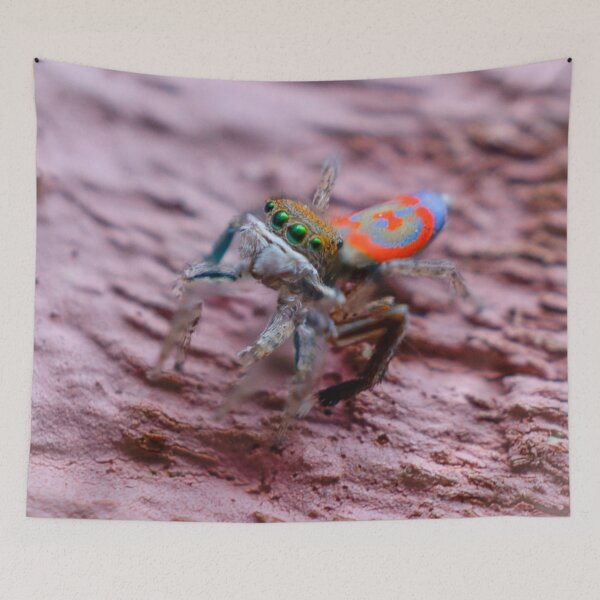 Item preview, Cute Little peacock spider designed and sold by Cornishinoz.