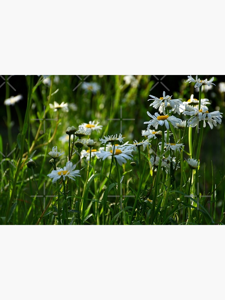 "Ox Eye Daisy Summer Meadow Wildflowers Leucanthemum vulgare Dog Daisy