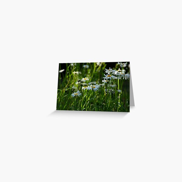 Ox Eye Daisy Summer Meadow Wildflowers Leucanthemum vulgare Dog Daisy Photo Greeting Card