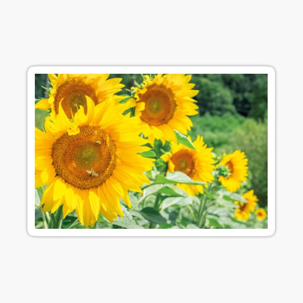 sunflowers in the field Sticker