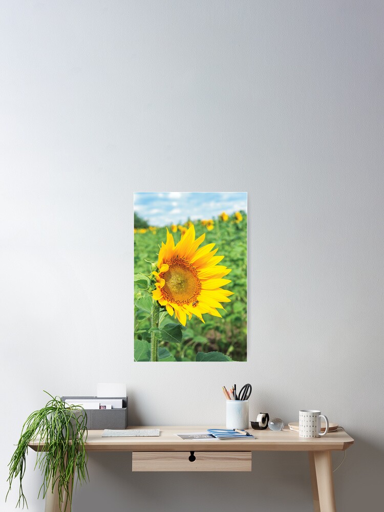 Thumbnail 1 of 3, Poster, Ripe sunflower in the field designed and sold by mike-pellinni.
