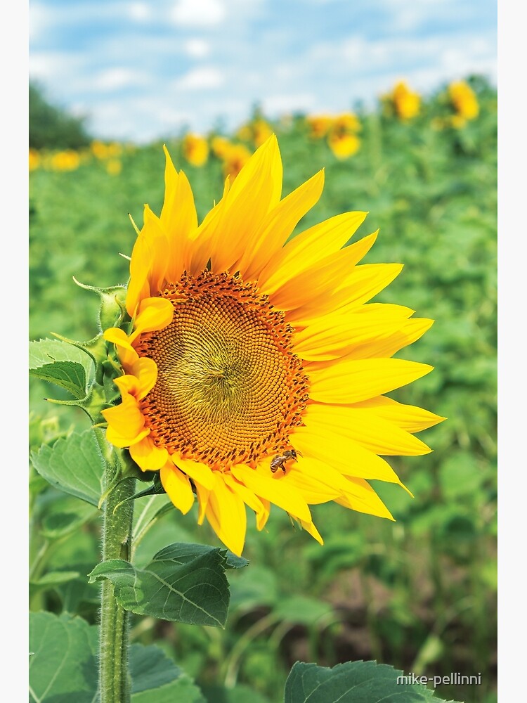 Thumbnail 3 of 3, Poster, Ripe sunflower in the field designed and sold by mike-pellinni.